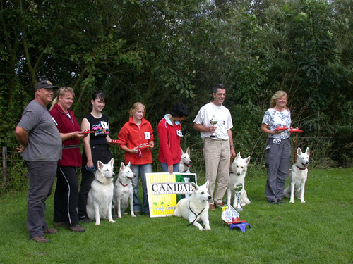 people with multiple white shepherds at an event